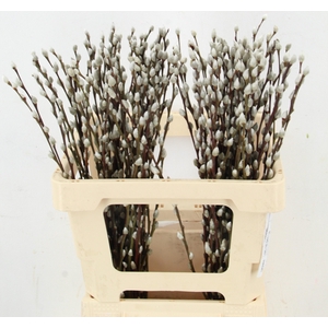SALIX WILGENKATJES