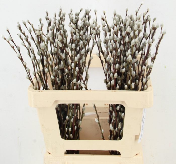 <h4>SALIX WILGENKATJES</h4>