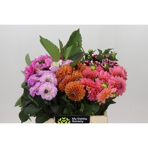 Dahlia Gemengd in fust
