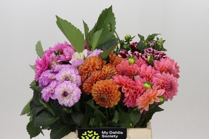 <h4>Dahlia Gemengd in fust</h4>