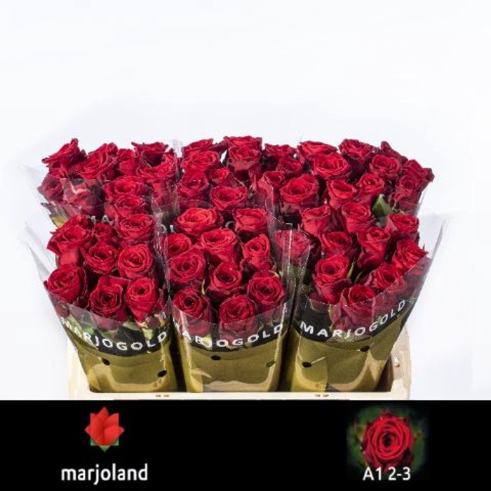 <h4>RS GR RED NAOMI MARJOLAND</h4>