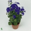 Pericallis (Cru. Senetti Deep Blue