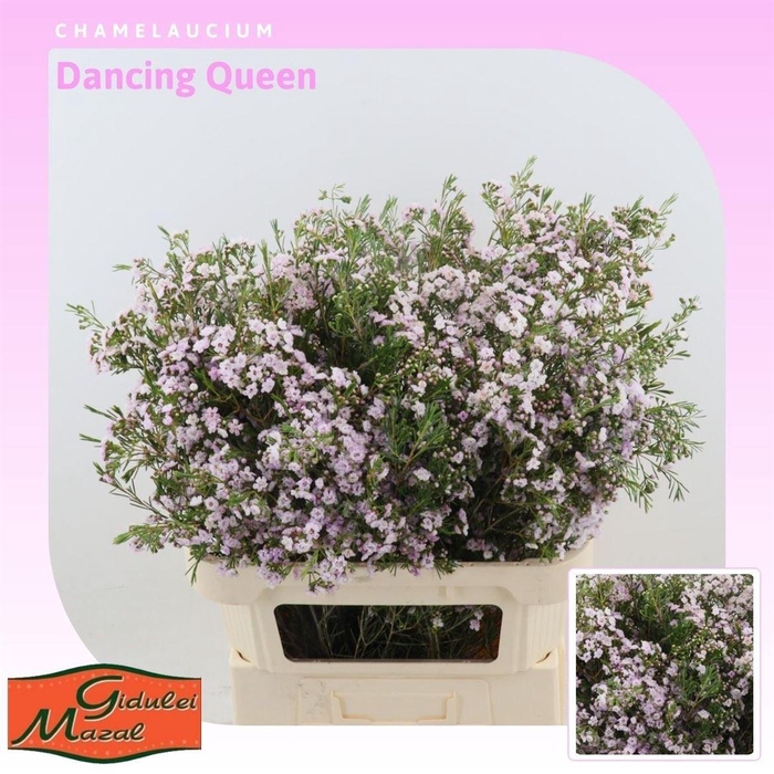 <h4>Chamelaucium Dancing Queen</h4>