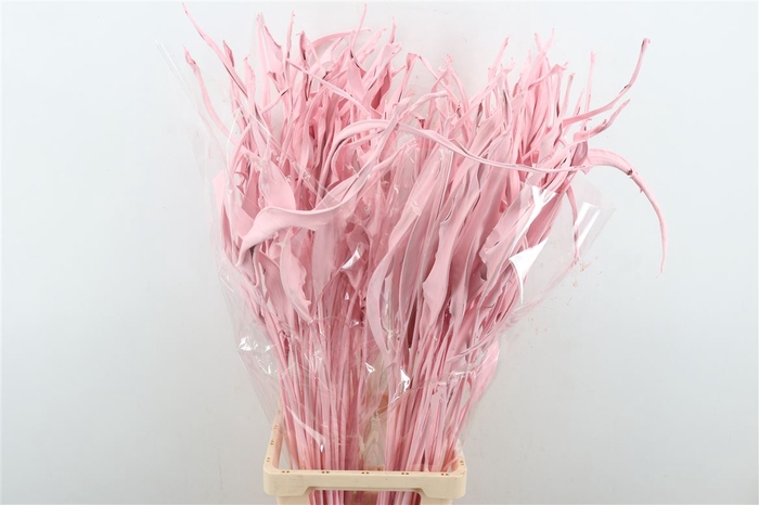 Dried Strelitziablad Pink Stem