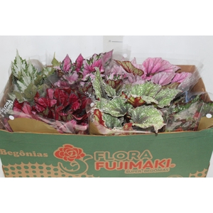 BEGONIA BELEAF P15 PO