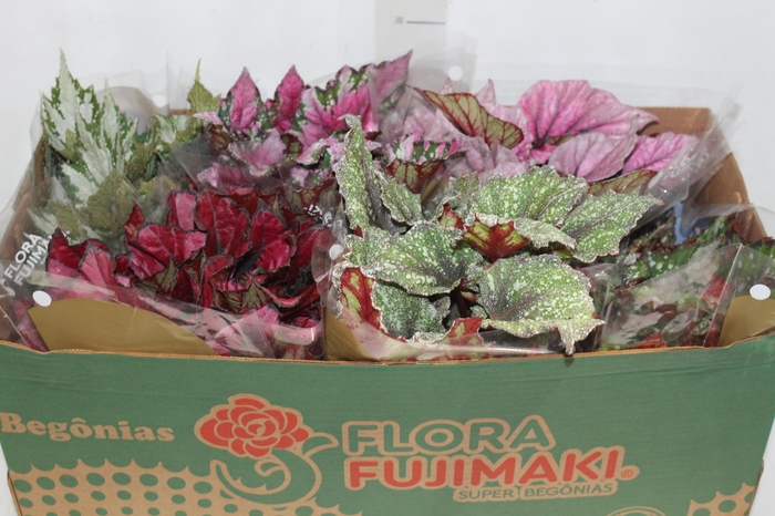 <h4>BEGONIA BELEAF P15 PO</h4>