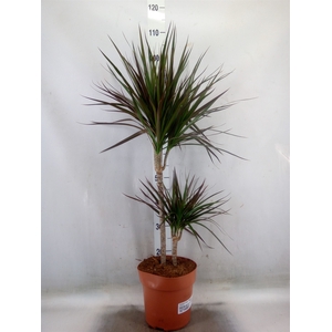 Dracaena marg. 'Magenta'