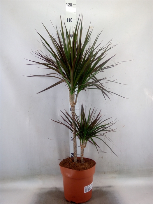 <h4>Dracaena marg. 'Magenta'</h4>