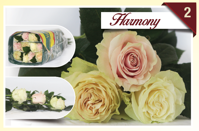 <h4>R Gr Rainbow Harmony 40cm EC</h4>