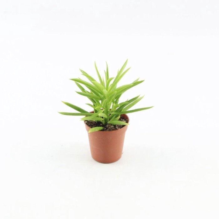 <h4>Peperomia Happy Bean</h4>