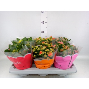Kalanchoe blos.   ..rosebud mix  5