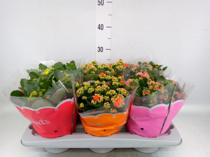 <h4>Kalanchoe blos.   ..rosebud mix  5</h4>