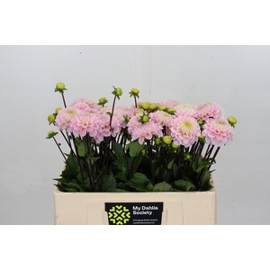 Dahlia Wizard of Oz