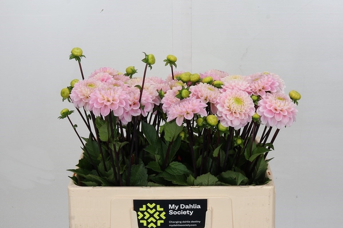 <h4>Dahlia Wizard of Oz</h4>