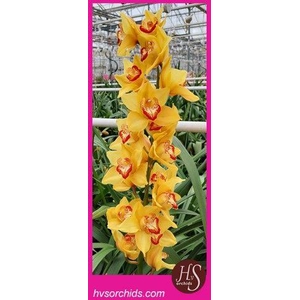 CYMB T CAPPUCCINO 80CM