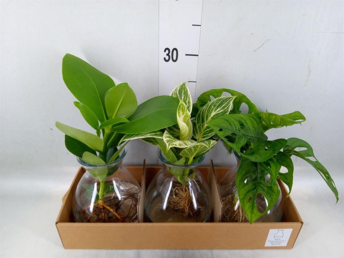 <h4>Planten ..mix</h4>