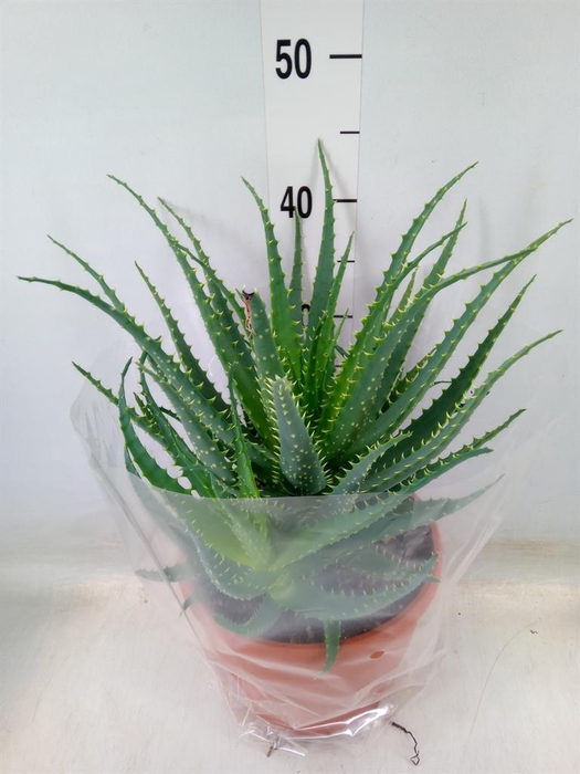 <h4>Aloe arborescens</h4>