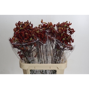 Kangaroo Paw Early Spring Indoor