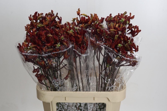 Anigozanthos Early Spring Indoor