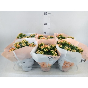 Kalanchoe  'MoreFlow Geneva'