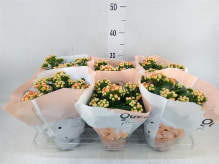 <h4>Kalanchoe 'MoreFlow Geneva'</h4>