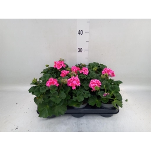 Pelargonium zona.   ...F1