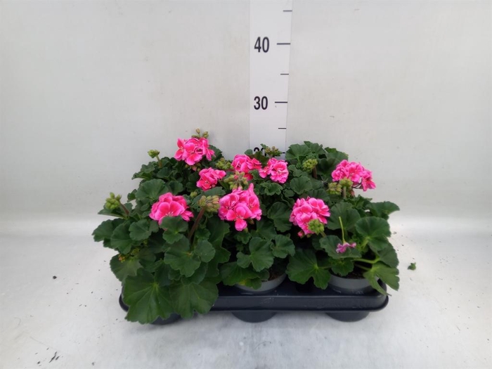 <h4>Pelargonium zona.   ...F1</h4>
