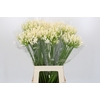 Agapanthus EYFORI White