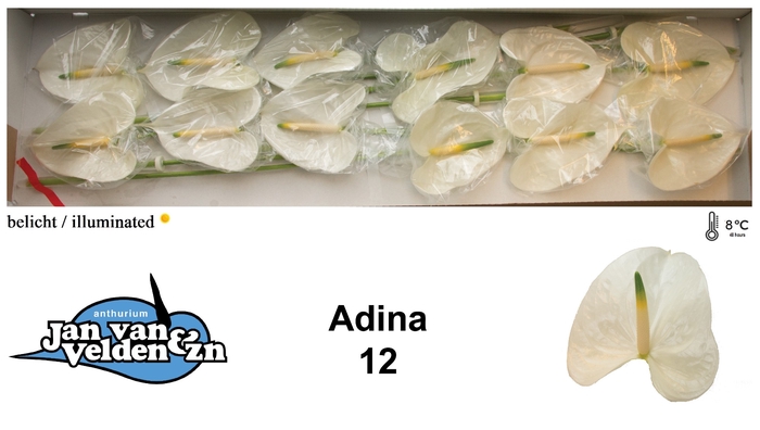 <h4>Anthurium Adina</h4>