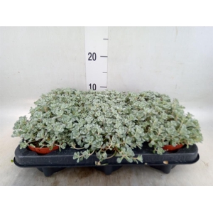 Sedum spathulifolium 'Cape Blanco'