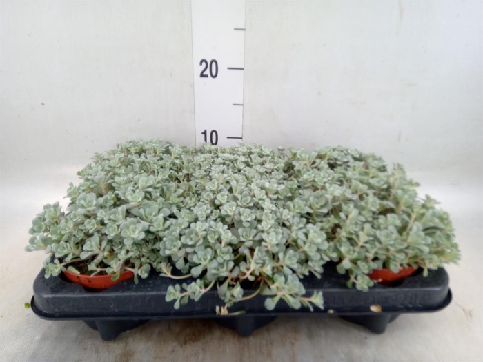 <h4>Sedum spathulifolium 'Cape Blanco'</h4>