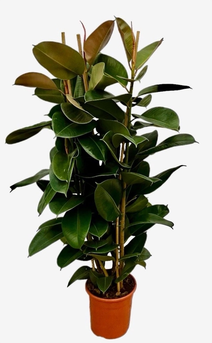<h4>Ficus Elastica Robusta</h4>