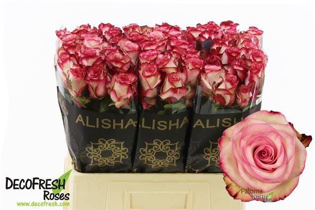 <h4>R GR PALOMA</h4>