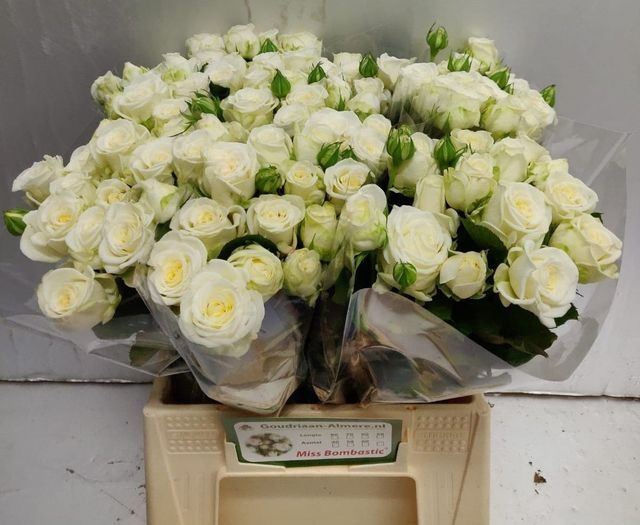 <h4>ROSA TR 'MISS BOMBASTIC'</h4>
