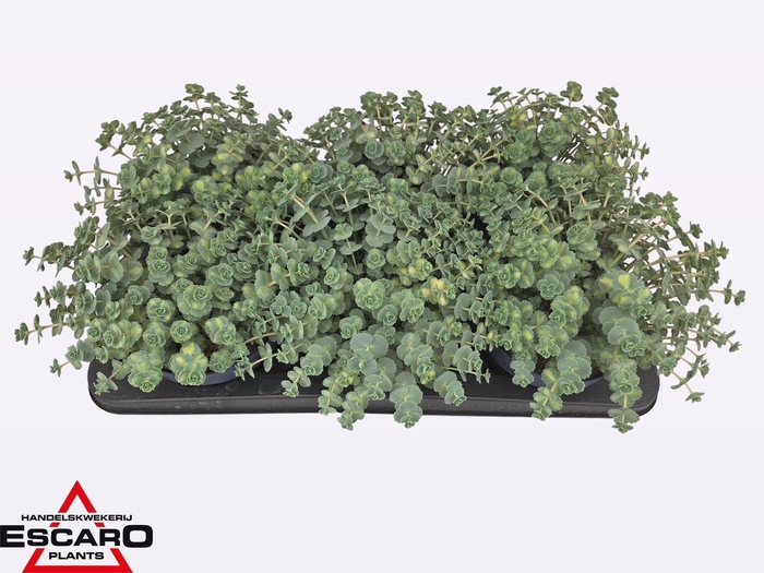 <h4>Sedum sieboldii Mediovariegatum</h4>