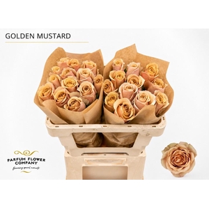 Rosa Premium Golden Mustard