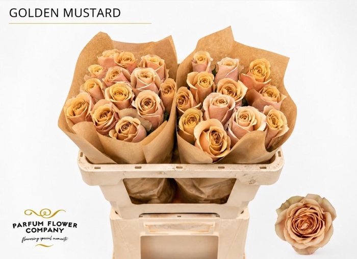 <h4>Rosa Premium Golden Mustard</h4>