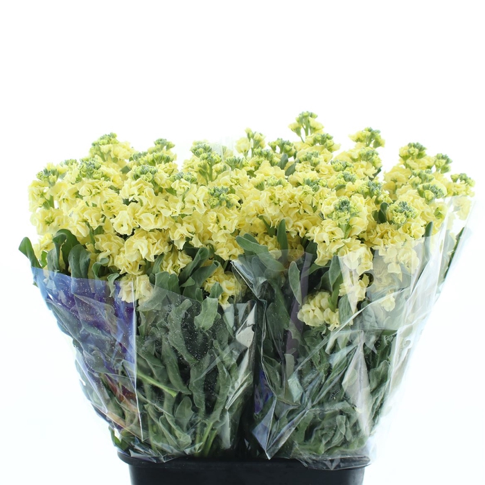 Matth Incana Iron Yellow