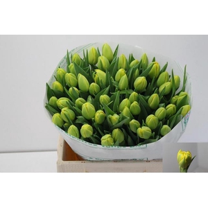 TU DU DOUBLE TROUBLE