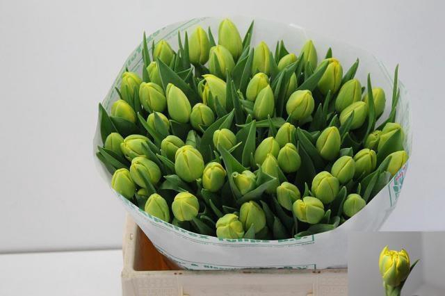 <h4>TU DU DOUBLE TROUBLE</h4>