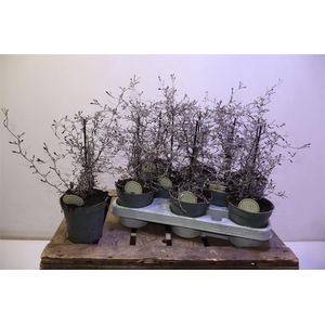 arr8 Corokia Cotoneaster