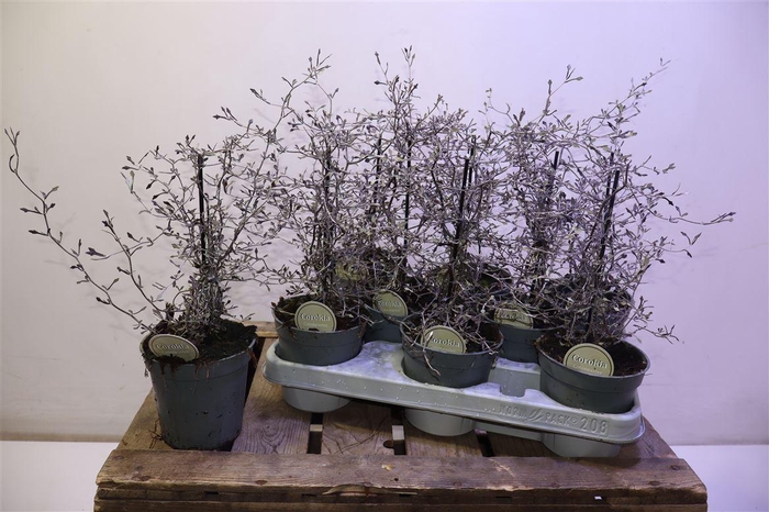 <h4>arr8 Corokia Cotoneaster</h4>