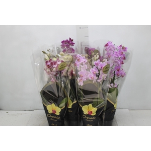 PHALAENOPSIS MINI P09 2 HT PREMIUM