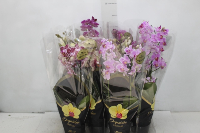 <h4>PHALAENOPSIS MINI P09 2 HT PREMIUM</h4>
