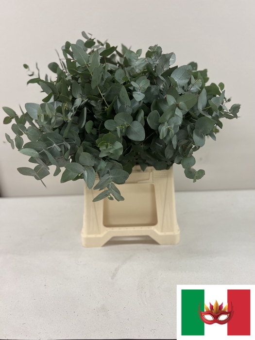 EUC. CINEREA SHORT