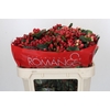 Hypericum True Romance Spray