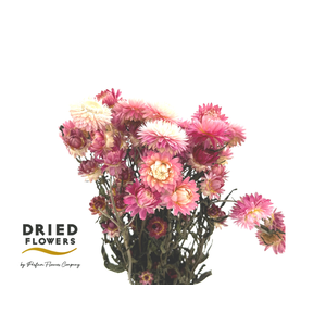 Dried Helichrysum Light Pink