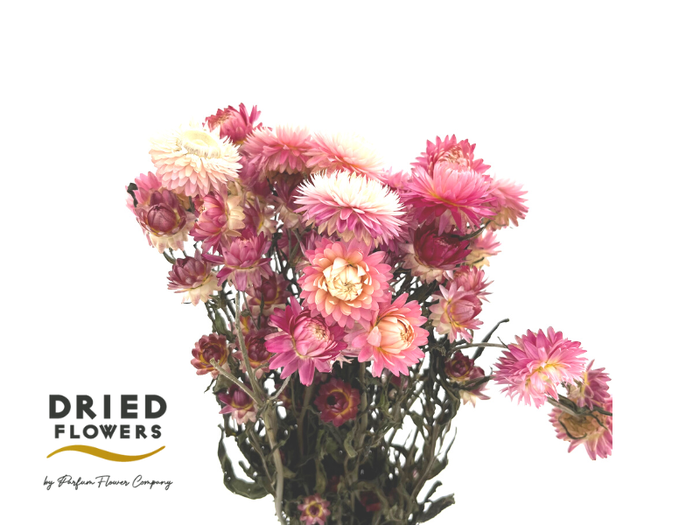 <h4>Dried Helichrysum Light Pink</h4>