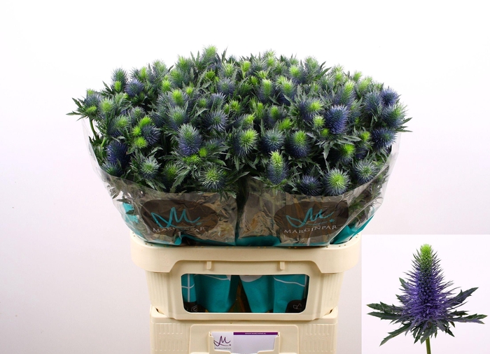 <h4>Eryngium Supernova Questar</h4>