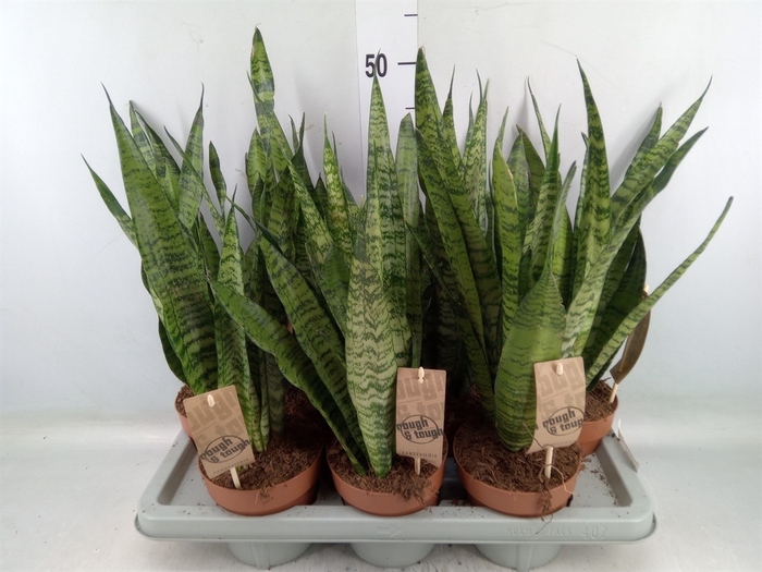 <h4>Sansevieria zeylanica</h4>